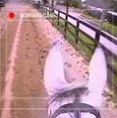 Jockey Cameras, Cameras for Horse Racing!