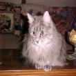 Cleeve Cats Boarding Cattery. Seend, Melksham