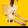 Heathers Pet Care
