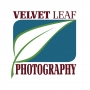 Velvet Leaf Photography