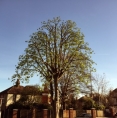 Tree Pruning